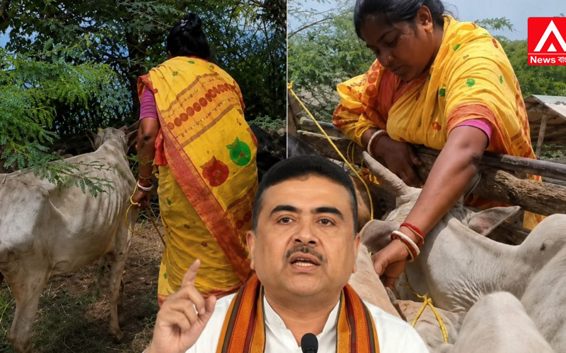 MLA Stops Vehicle Loaded with Cattle